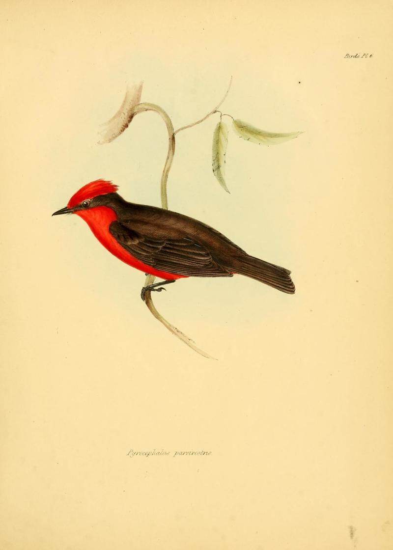Pyrocephalus parvirostris = Pyrocephalus rubinus (scarlet flycatcher); DISPLAY FULL IMAGE.