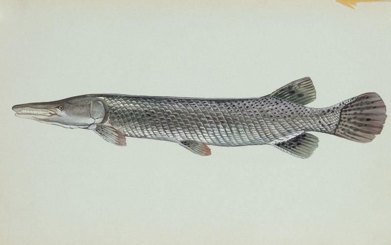 Alligator gar fish (Atractosteus spatula); DISPLAY FULL IMAGE.