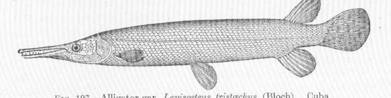 Lepisosteus tristoechus = Atractosteus spatula (alligator gar); DISPLAY FULL IMAGE.