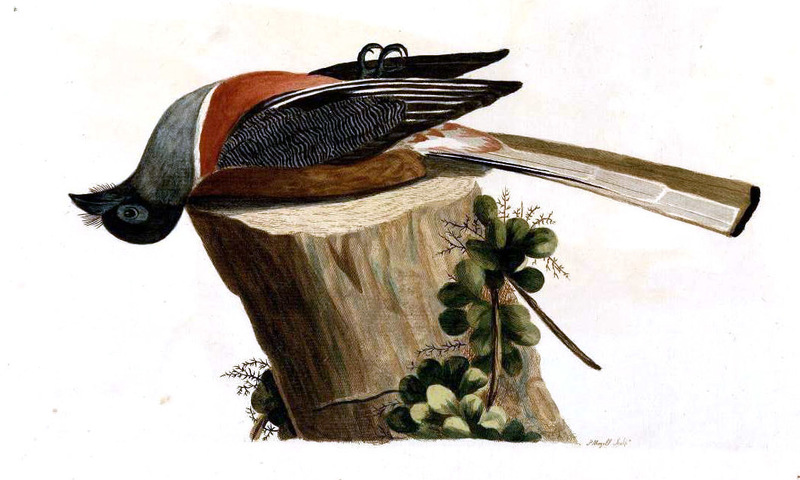 Harpactes fasciatus (Malabar trogon); DISPLAY FULL IMAGE.