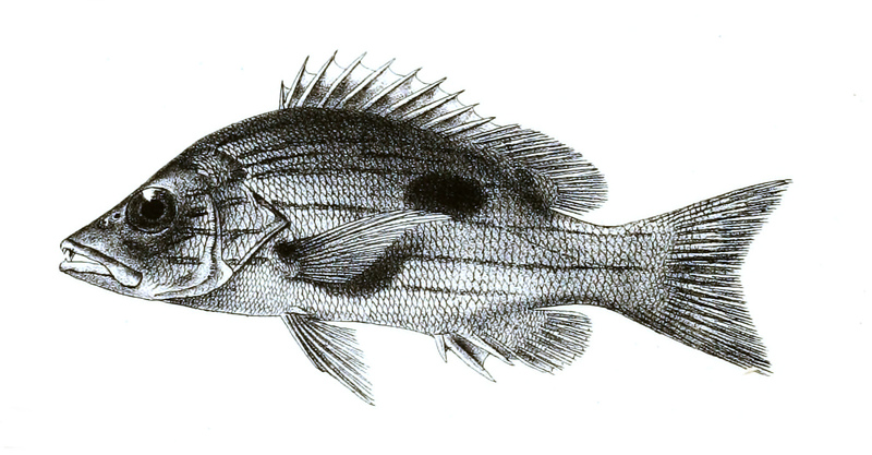Lutjanus quinquelineatus (five-lined snapper); DISPLAY FULL IMAGE.