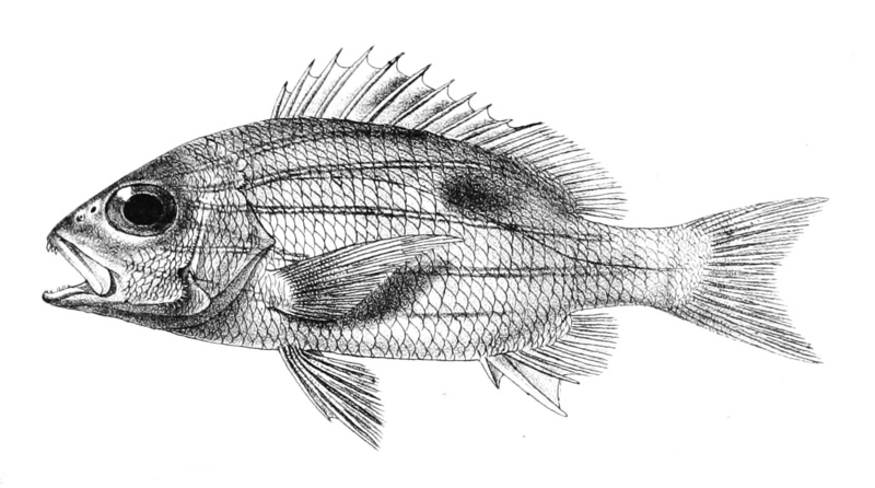 Lutjanus quinquelineatus (five-lined snapper); DISPLAY FULL IMAGE.