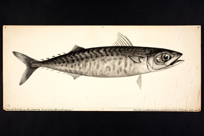 Scomber australasicus (blue mackerel); DISPLAY FULL IMAGE.