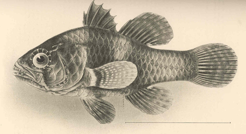 Apogonichthys perdix, Perdix cardinalfish; DISPLAY FULL IMAGE.