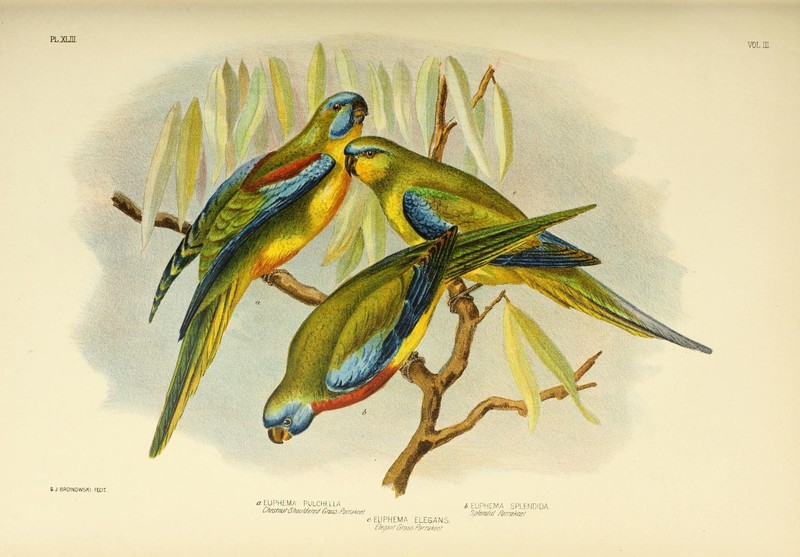 Euphema Pulchella (Chestnut Shouldered Grass Parrakeet) = Neophema pulchella (turquoise parrot), Euphema splendida (Splendid Parrakeet) = Neophema splendida (scarlet-chested parrot), Euphema Elegans (Elegant Grass Parrakeet) = Neophema elegans (elegant parrot); DISPLAY FULL IMAGE.