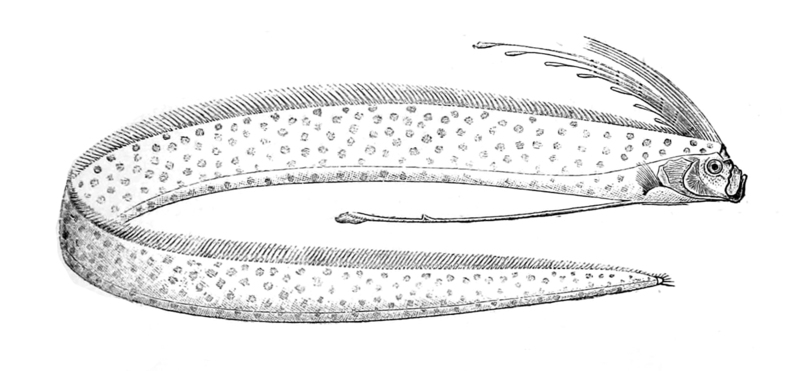 Regalecus glesne (giant oarfish); DISPLAY FULL IMAGE.