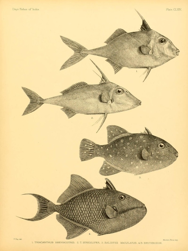 1. Triacanthus brevirostris = Triacanthus biaculeatus (Short-nosed tripodfish); 2. Triacanthus strigilifer = Pseudotriacanthus strigilifer (Long-spined tripodfish); 3. Balistes maculatus = Canthidermis maculata (Rough triggerfish); 4. Balistes erythrodon = Odonus niger (Redtoothed triggerfish); DISPLAY FULL IMAGE.