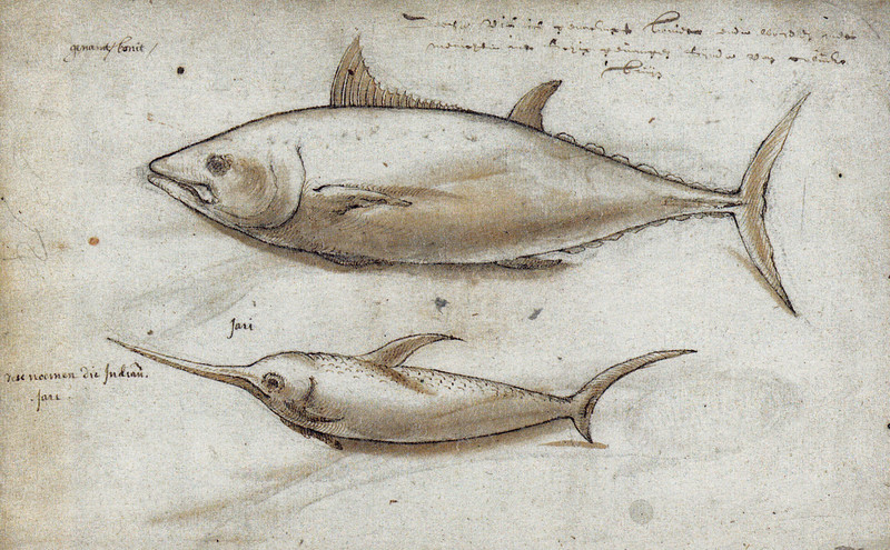 Atlantic bluefin tuna (Thunnus thynnus), Swordfish (Xiphias gladius); DISPLAY FULL IMAGE.