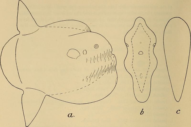 Masturus lanceolatus (sharptail mola); DISPLAY FULL IMAGE.