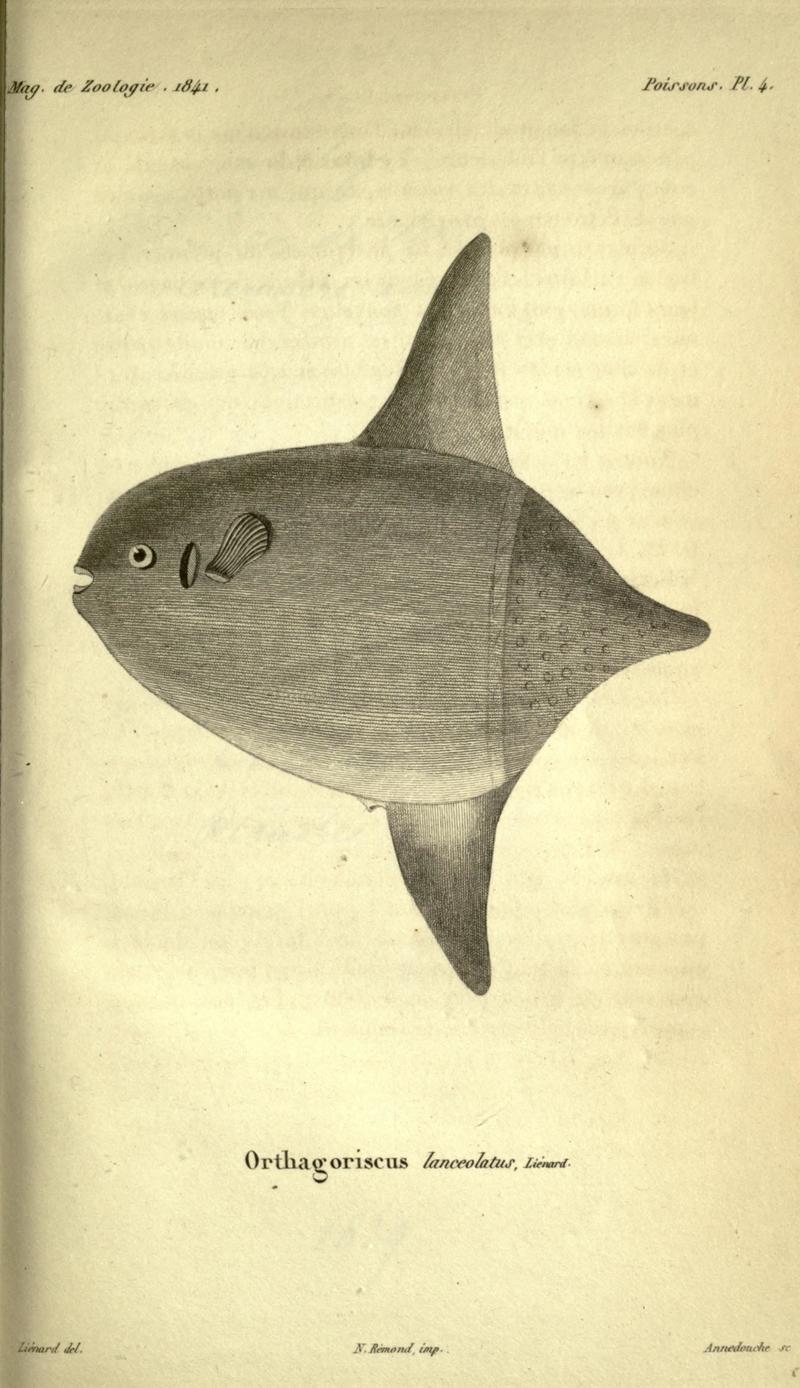 Orthagoriscus lanceolatus = Masturus lanceolatus (sharptail mola); DISPLAY FULL IMAGE.