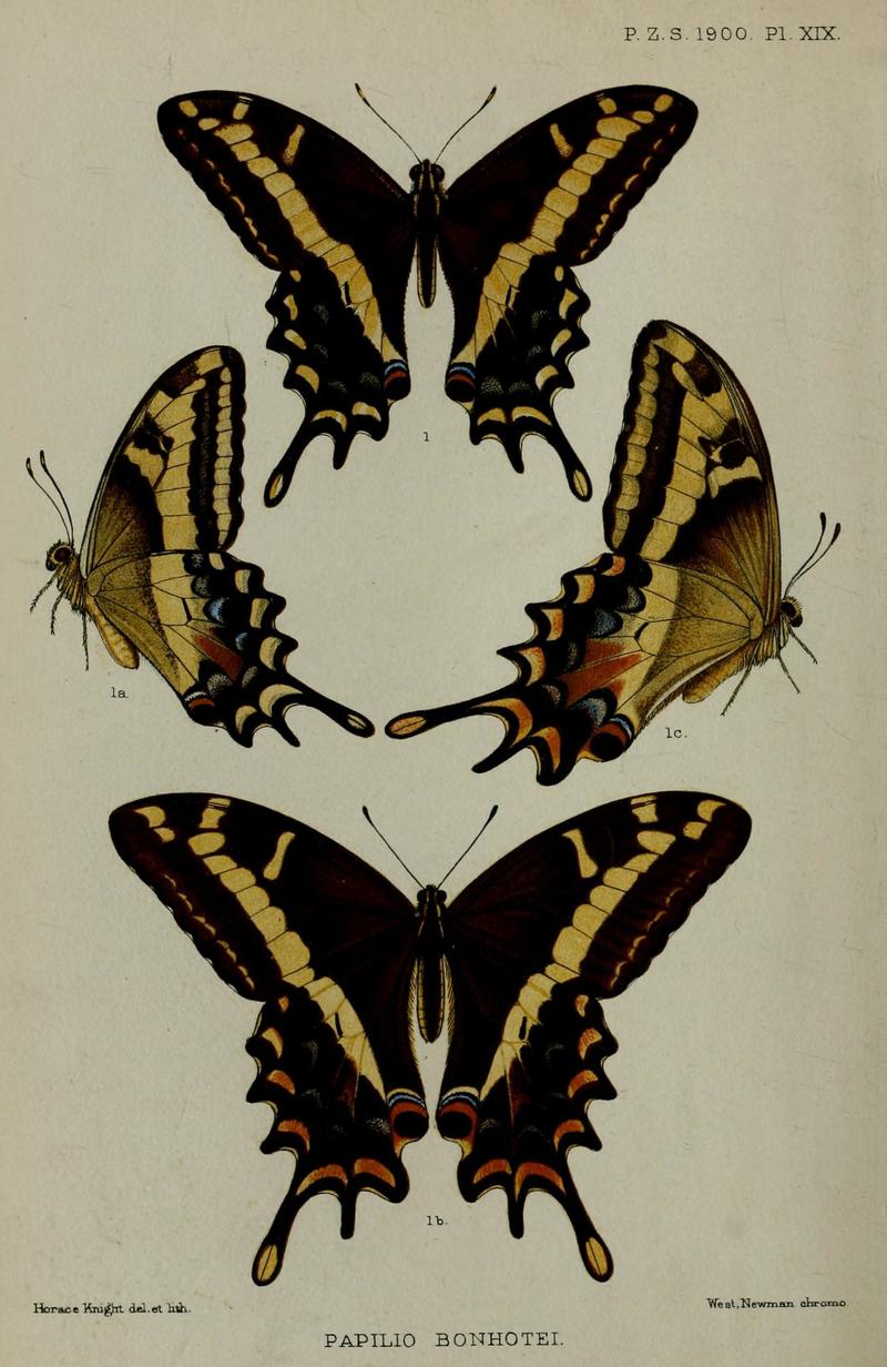Papilio bonhotei = Papilio andraemon bonhotei (Bahaman swallowtail); DISPLAY FULL IMAGE.