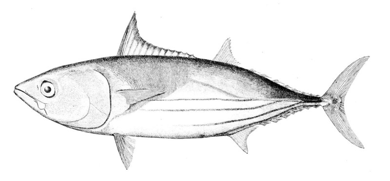 Euthynnus pelamys = Katsuwonus pelamis (skipjack tuna); DISPLAY FULL IMAGE.