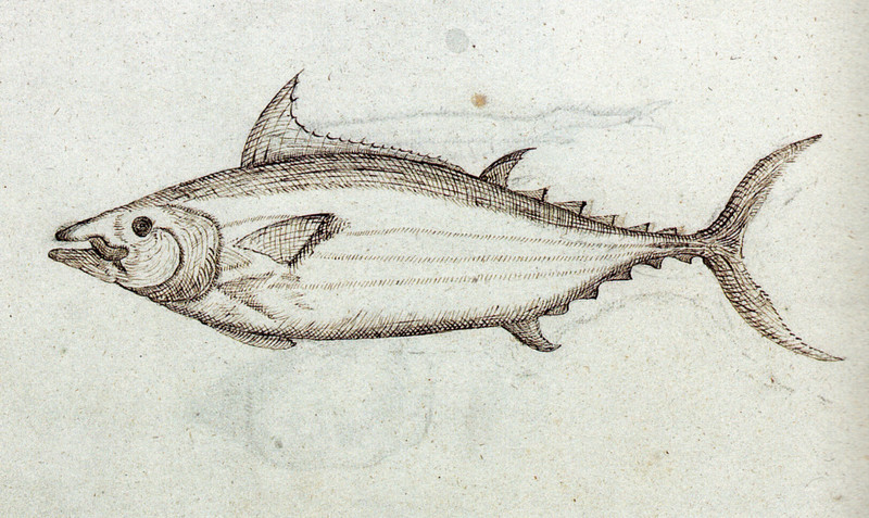 Katsuwonus pelamis (skipjack tuna) from Gelderland's log; DISPLAY FULL IMAGE.