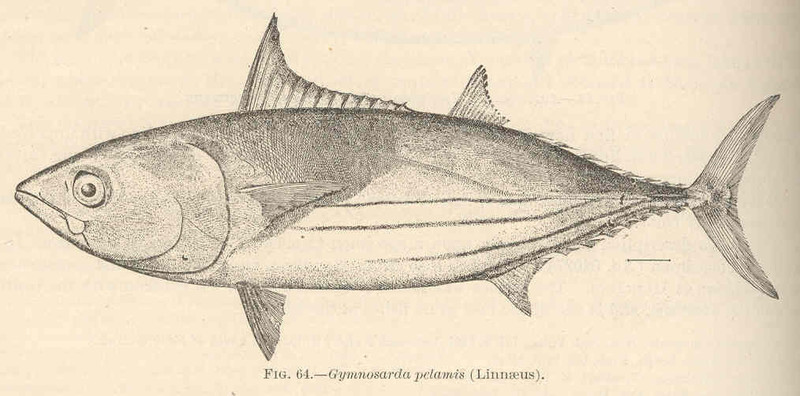 Gymnosarda pelamis = Katsuwonus pelamis (skipjack tuna); DISPLAY FULL IMAGE.