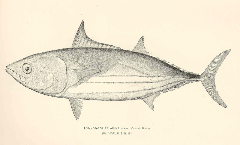 Gymnosarda pelamis = Katsuwonus pelamis (skipjack tuna); DISPLAY FULL IMAGE.