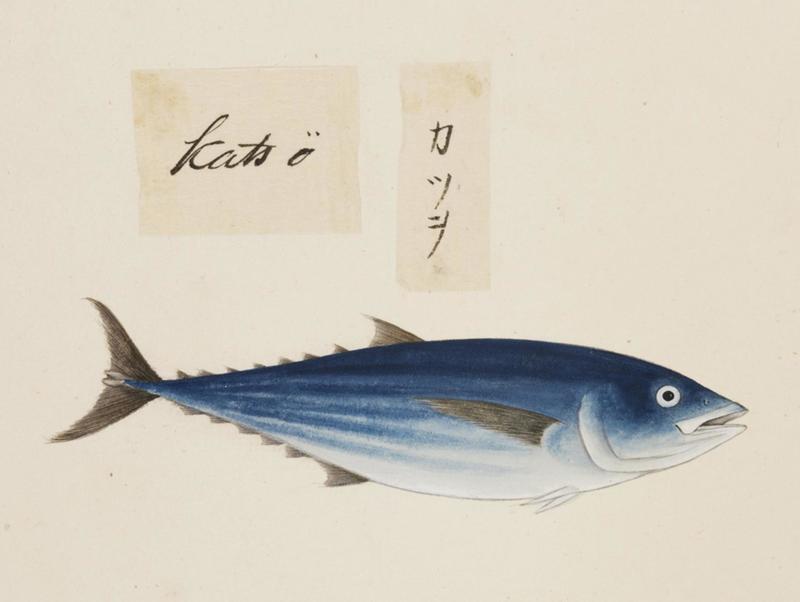 Katsuwonus pelamis (skipjack tuna); DISPLAY FULL IMAGE.