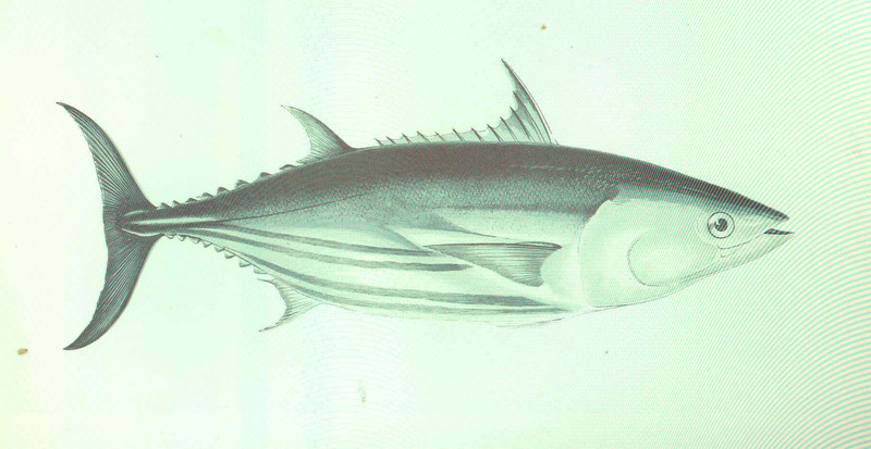 Scomber pelamys = Katsuwonus pelamis (skipjack tuna); DISPLAY FULL IMAGE.