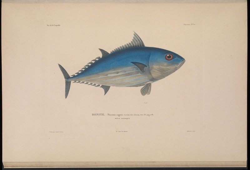 Thynnus vagans = Katsuwonus pelamis (skipjack tuna); DISPLAY FULL IMAGE.