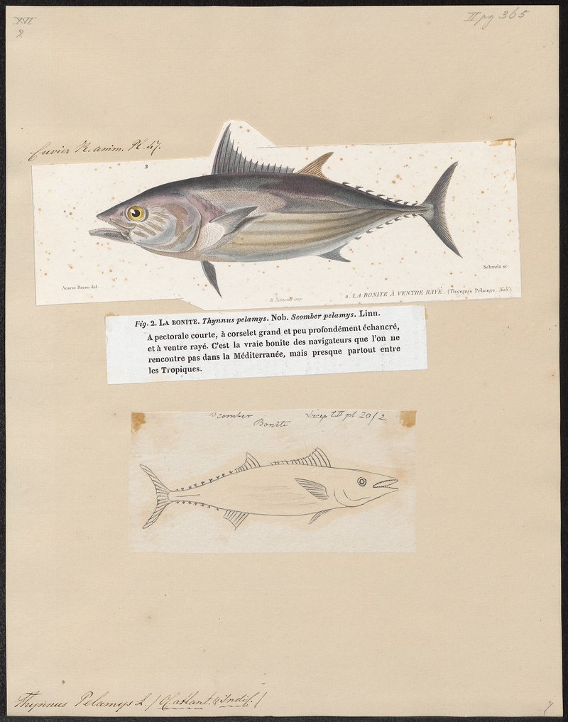 Thynnus pelamys = Katsuwonus pelamis (skipjack tuna); DISPLAY FULL IMAGE.