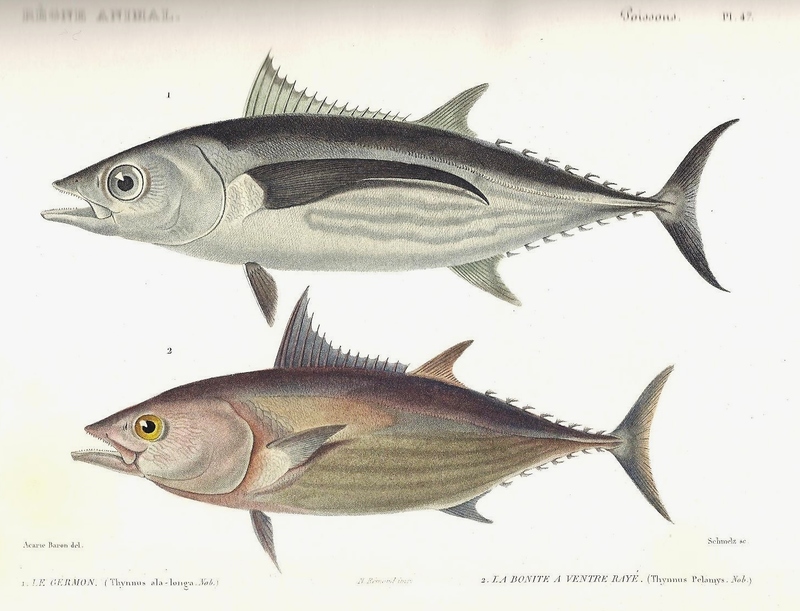 Thynnus alalonga = Thunnus alalunga (albacore); Scomber pelamys = Katsuwonus pelamis (skipjack tuna); DISPLAY FULL IMAGE.