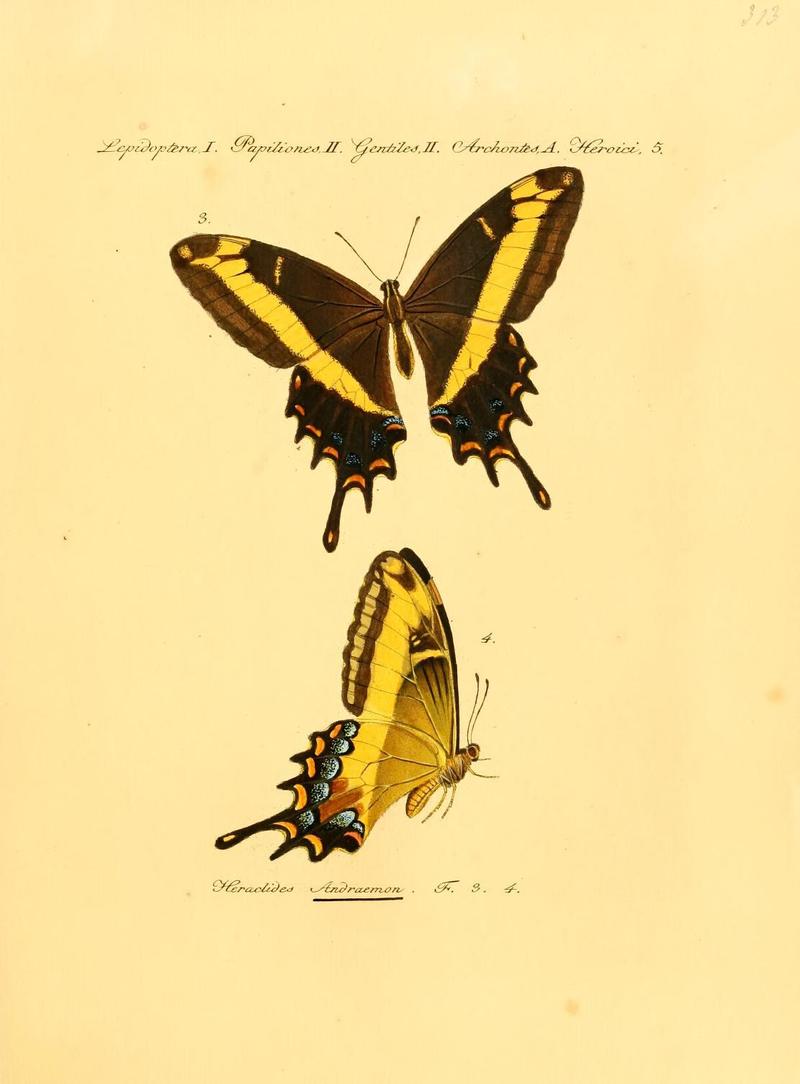 Heraclides andraemon = Papilio andraemon (Bahaman swallowtail); DISPLAY FULL IMAGE.
