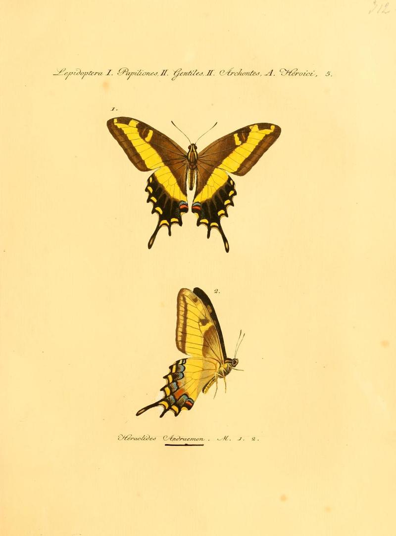 Heraclides andraemon = Papilio andraemon (Bahaman swallowtail); DISPLAY FULL IMAGE.
