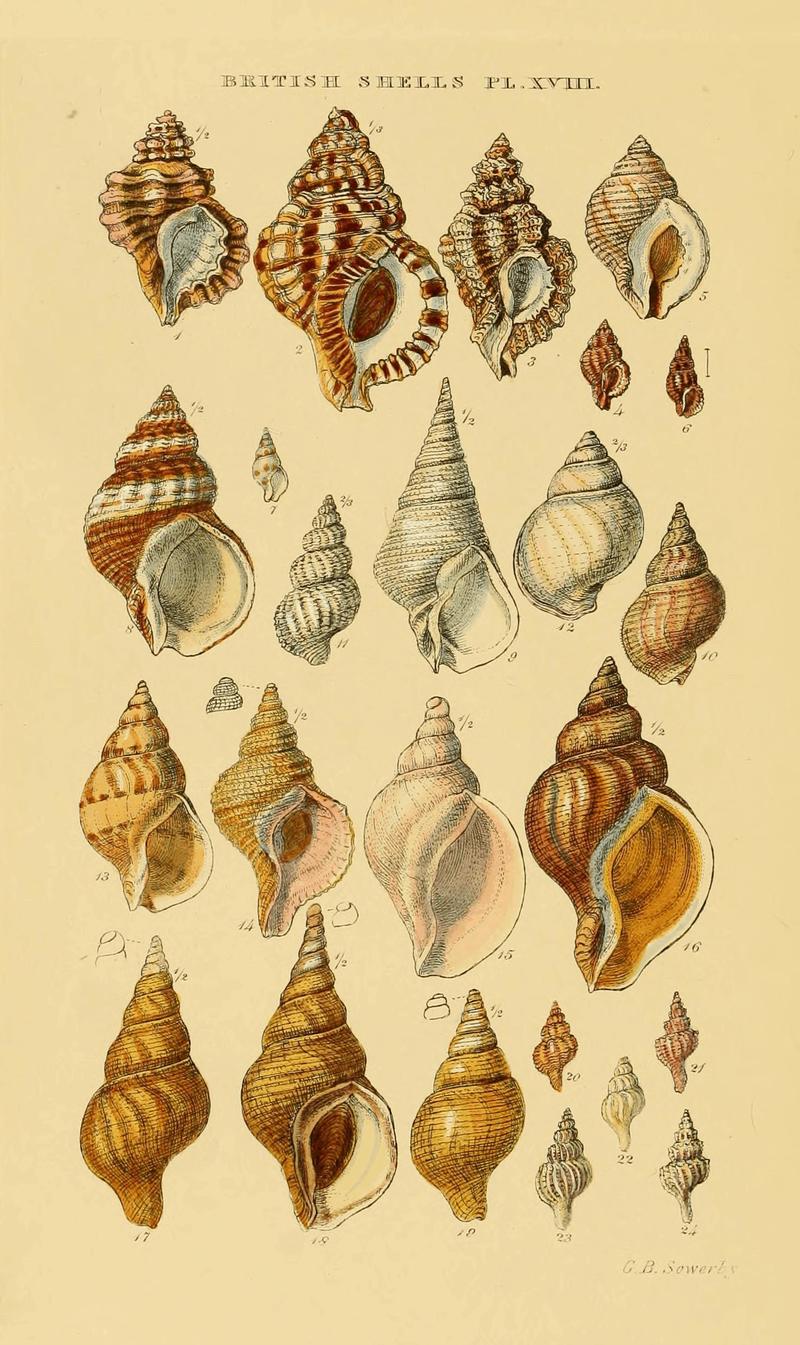 Illustrated Index of British Shells. Plate XVIII.; DISPLAY FULL IMAGE.