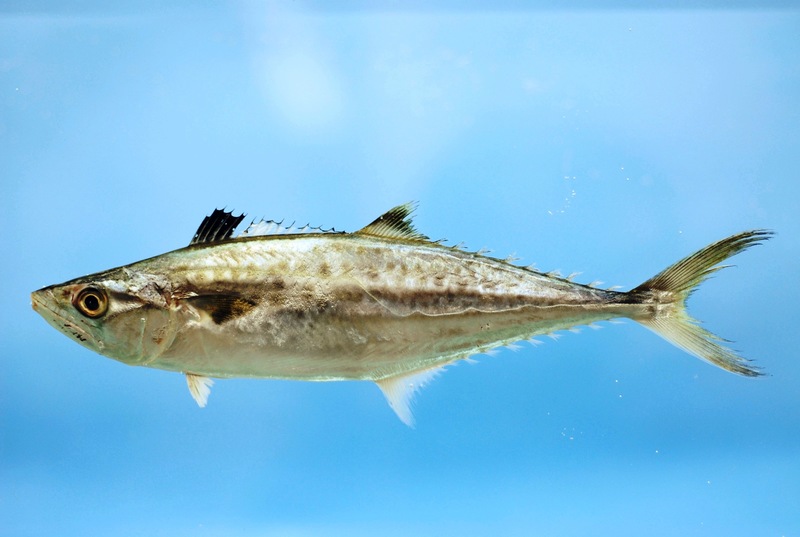 King mackerel (Scomberomorus cavalla), Gulf of Mexico; DISPLAY FULL IMAGE.