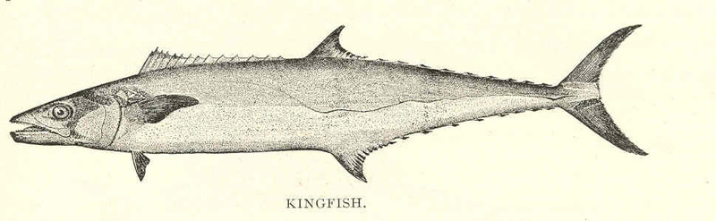 Kingfish / King mackerel (Scomberomorus cavalla); DISPLAY FULL IMAGE.