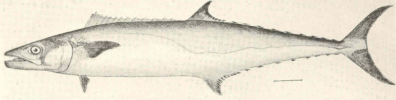 King mackerel (Scomberomorus cavalla); DISPLAY FULL IMAGE.