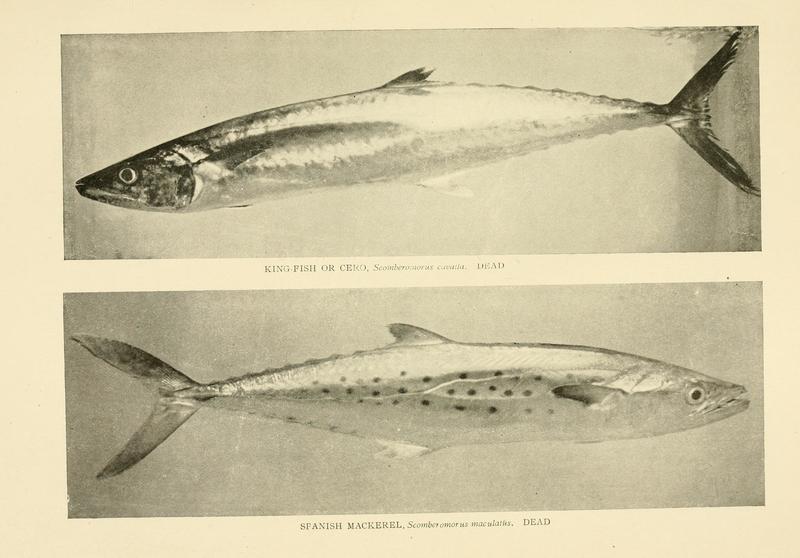 King mackerel (Scomberomorus cavalla), Atlantic Spanish mackerel (Scomberomorus maculatus); DISPLAY FULL IMAGE.