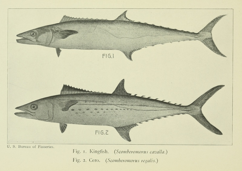 King mackerel (Scomberomorus cavalla), Cero mackerel (Scomberomorus regalis); DISPLAY FULL IMAGE.