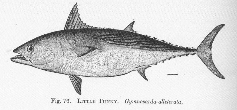 Gymnosarda alletterata = Euthynnus alletteratus (little tunny); DISPLAY FULL IMAGE.