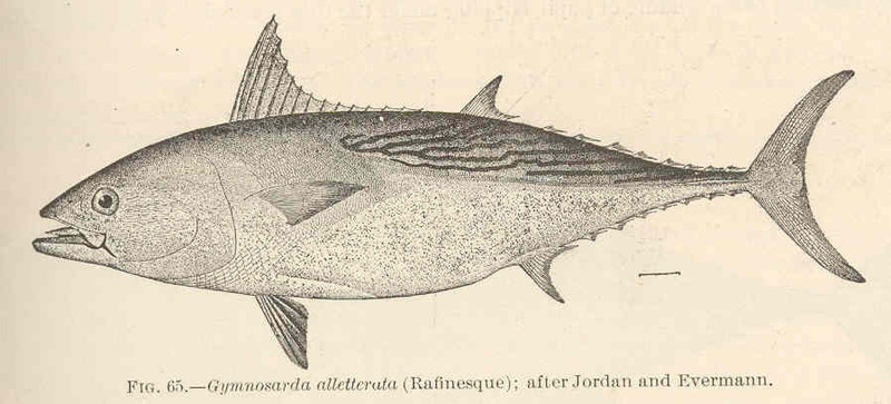Gymnosarda alletterata = Euthynnus alletteratus (little tunny); DISPLAY FULL IMAGE.