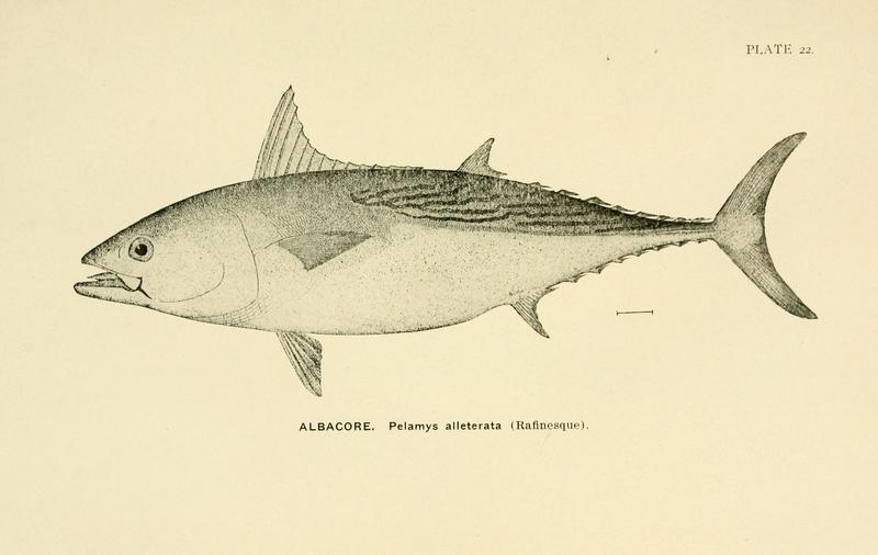 Pelamys alletterata = Euthynnus alletteratus (little tunny); DISPLAY FULL IMAGE.