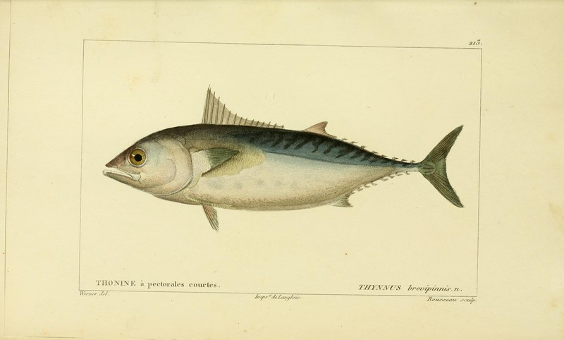 Thynnus brevipinnis = Euthynnus alletteratus (little tunny); DISPLAY FULL IMAGE.