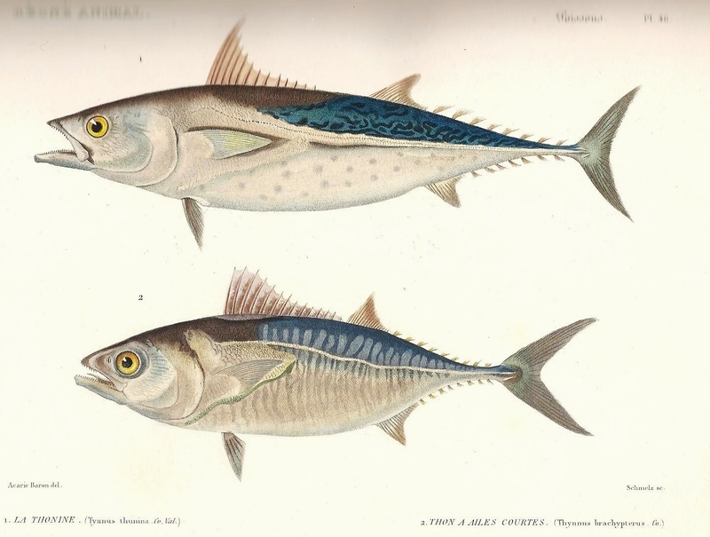 Thynnus thunina = Euthynnus alletteratus (little tunny); Thynnus brachypterus = Sarda sarda (Atlantic bonito); DISPLAY FULL IMAGE.