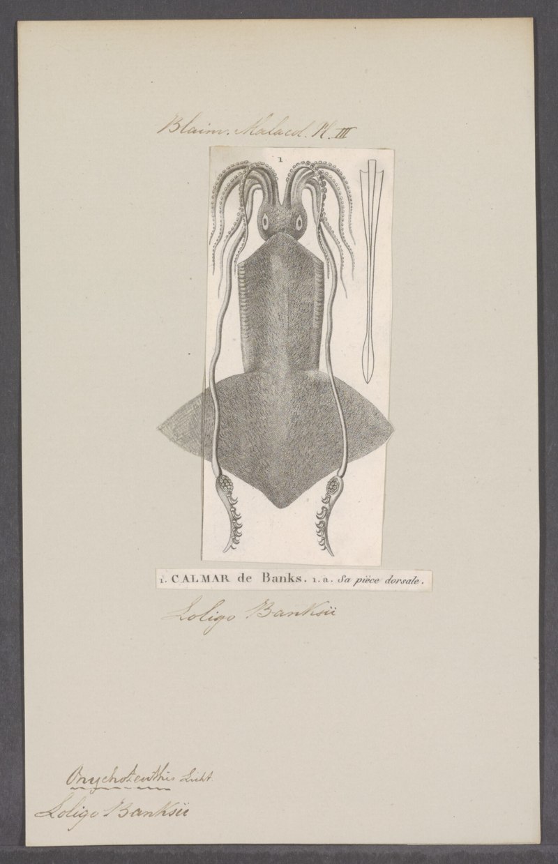 Loligo banksii = Onychoteuthis banksii (common clubhook squid); DISPLAY FULL IMAGE.