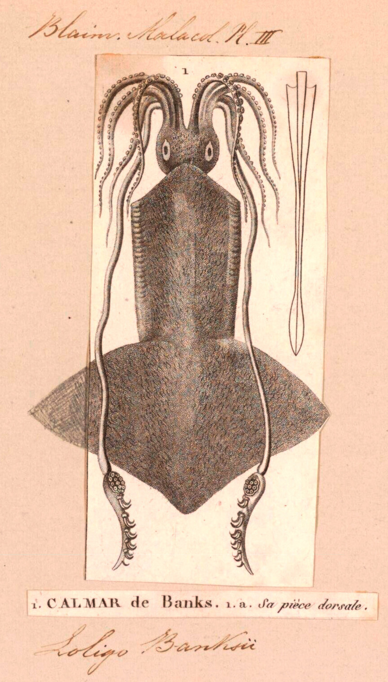 Loligo banksii = Onychoteuthis banksii (common clubhook squid) (cropped); DISPLAY FULL IMAGE.