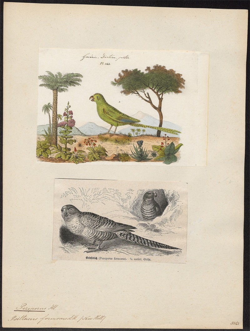 Pezoporus formosus = Pezoporus wallicus (ground parrot); DISPLAY FULL IMAGE.