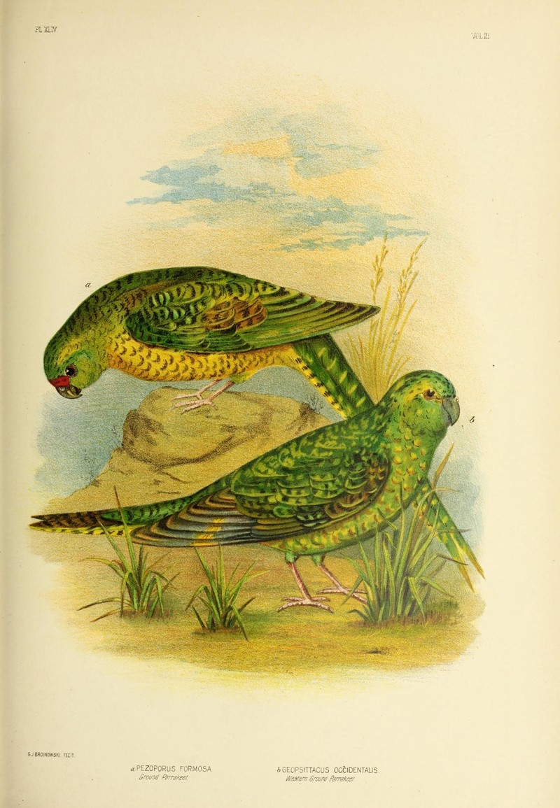 Pezoporus formosa = Pezoporus wallicus (ground parrot), Geopsittacus occidentalis = Pezoporus occidentalis (night parrot); DISPLAY FULL IMAGE.