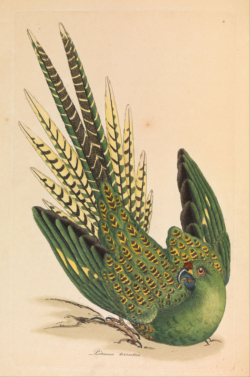 Psittacus terrestris = Pezoporus wallicus (ground parrot); DISPLAY FULL IMAGE.