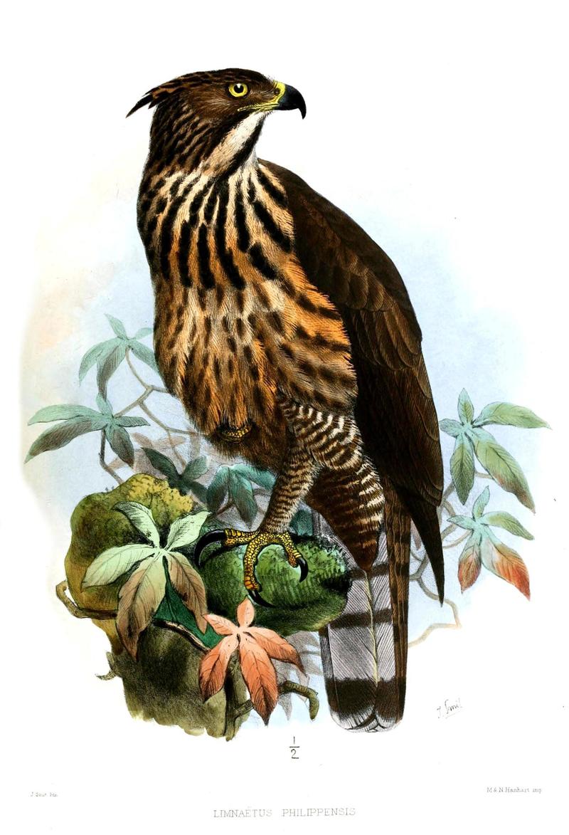 Limnaetus philippensis = Nisaetus philippensis (Philippine hawk-eagle); DISPLAY FULL IMAGE.