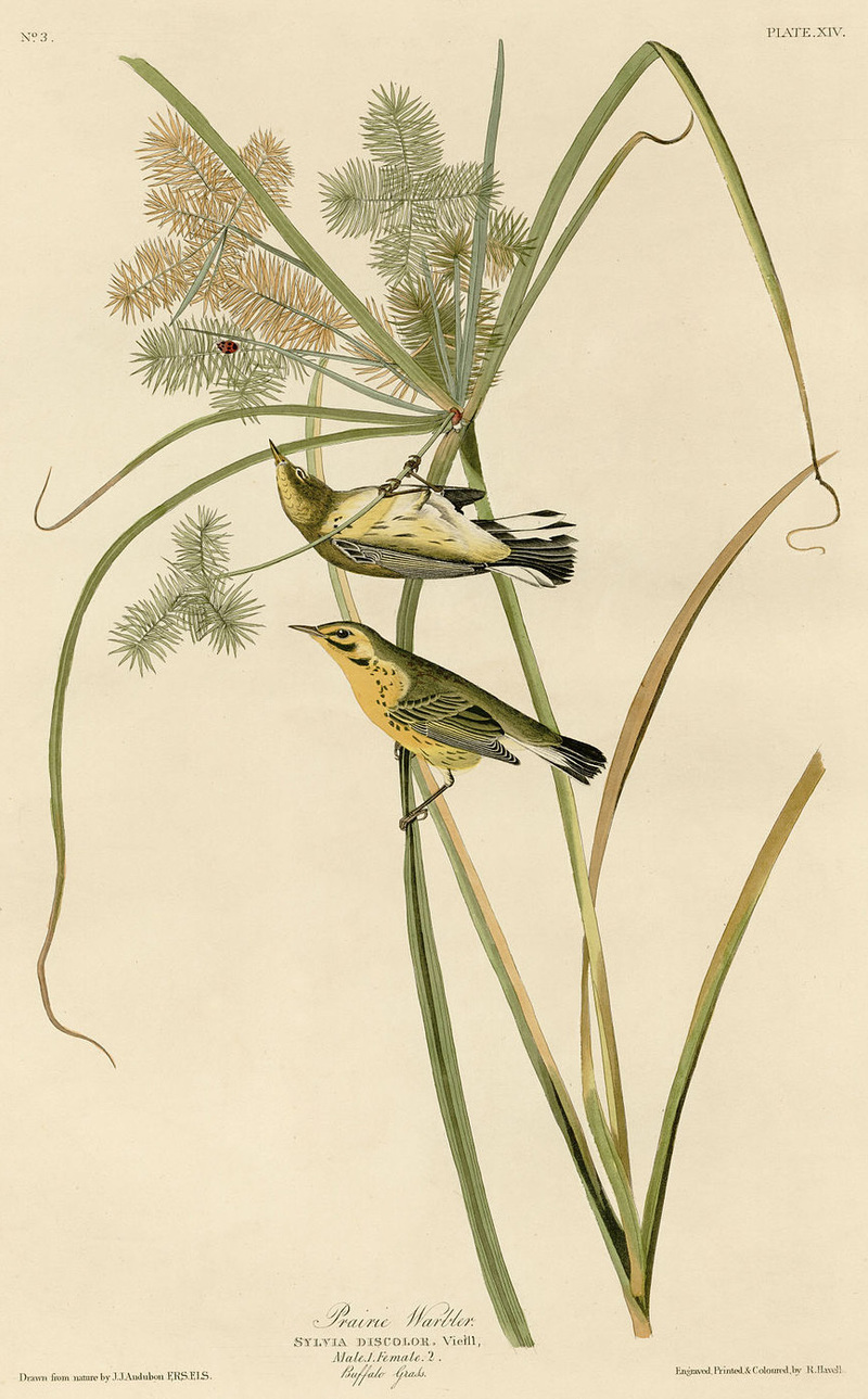 Sylvia discolor = Setophaga discolor (prairie warbler); DISPLAY FULL IMAGE.