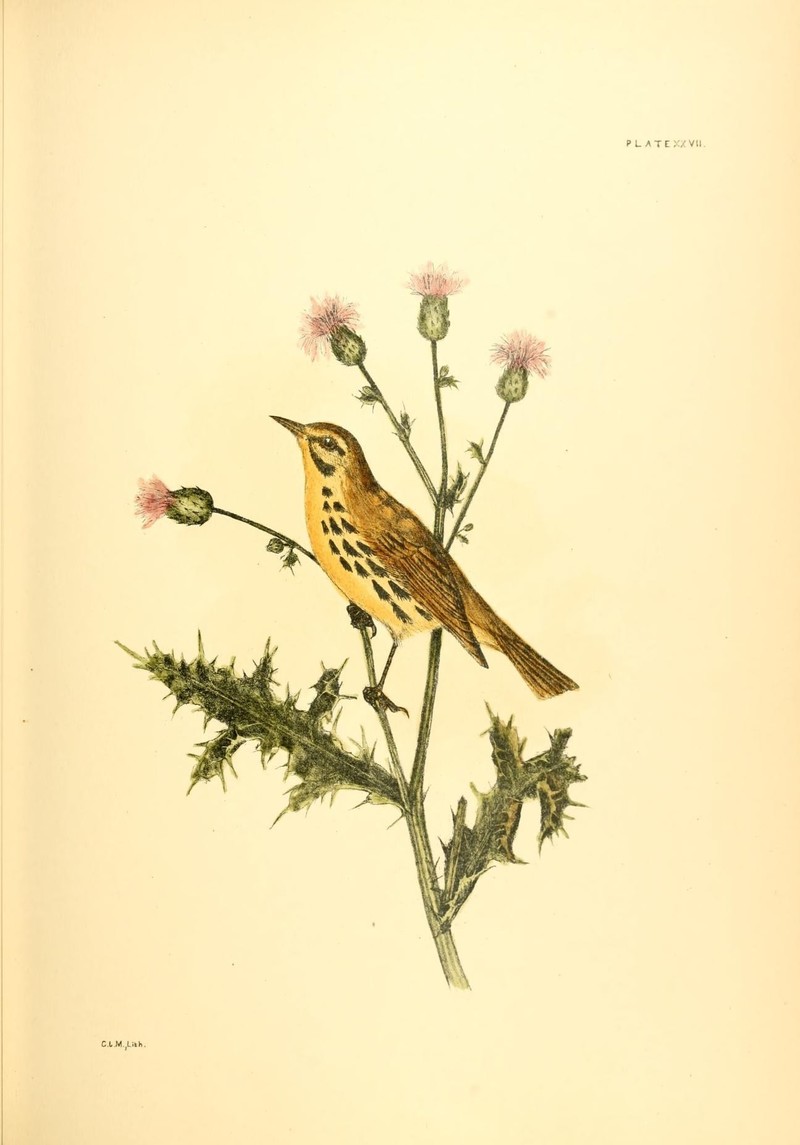 Setophaga discolor (prairie warbler); DISPLAY FULL IMAGE.