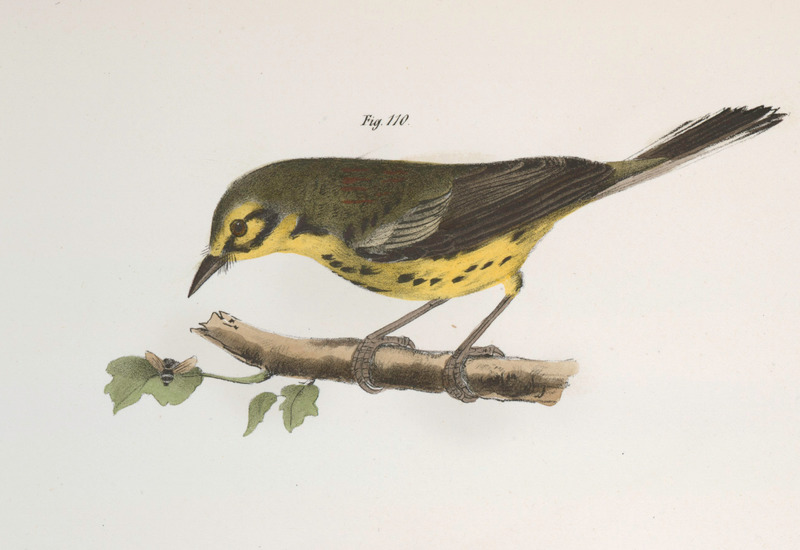 Sylvicola discolor = Setophaga discolor (prairie warbler); DISPLAY FULL IMAGE.