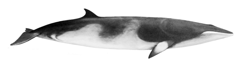 common minke whale (Balaenoptera acutorostrata); DISPLAY FULL IMAGE.
