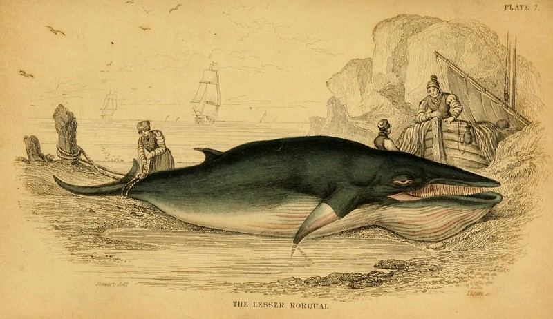 Rorqualus minor (lesser rorqual) = Balaenoptera acutorostrata (common minke whale); DISPLAY FULL IMAGE.