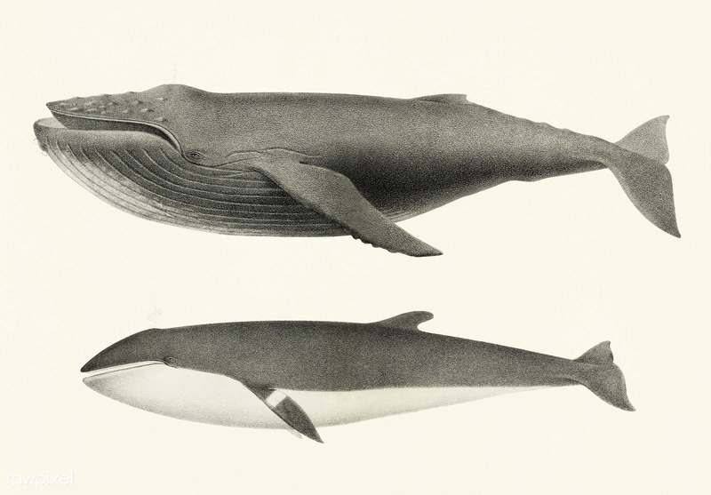 Megaptera versabilis = Megaptera novaeangliae (humpback whale), Balaenoptera davidsoni = Balaenoptera acutorostrata (common minke whale); DISPLAY FULL IMAGE.