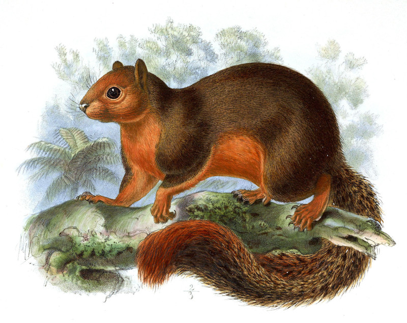 Sciurus sladeni = Callosciurus erythraeus sladeni (Pallas's squirrel, red-bellied tree squirrel); DISPLAY FULL IMAGE.